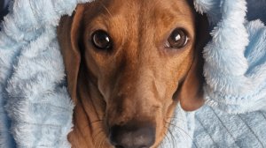 Прогулка в магаз