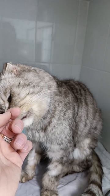 Волгоград. Срочно! Вопрос жизни для котика Бауа! 🆘
Завтра в 15:15 нам очень нужна помощь автоволонт