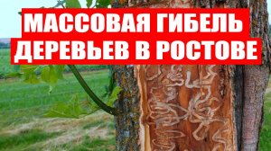 Заражение Ясеня в Ростове: власти бессильны?