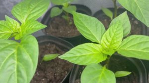 Стеллаж для рассады.