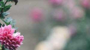 Весенний Чилл-микс 🌺 | Chill Mix