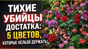 Какие цветы нельзя держать дома. Приметы про растения которые тянут достаток и здоровье из семьи