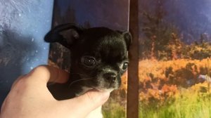 #СКИДКИ Диана #ЦЕНА в видео #MAX +79215950848 #купить_щенка_чихуахуа_продаю ЕСТЬ ДОСТАВКА