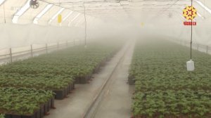 Чăваш Енри аграрисем çуракине хатĕрленеççĕ