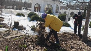 Первые весенние работы в Раевском саду.,24 марта 2026г.
