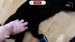 МИЛЫЙ КОТИЧКА В КАДРЕ😺это не нейросеть, он настоящий 😊😊😊