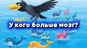 У кого больше мозг? Ворона Ася расскажет