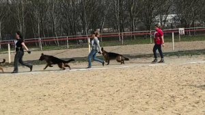 ЮНИОРЫ СУКИ / КЧК НОВОРОССИЙСК 21 марта`26 K.Sozeri Моно немецких овчарок