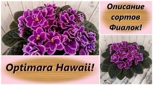 Описание сортов Фиалок! Optimara Hawaii!