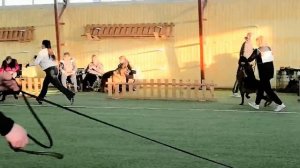 МОЛОДЫЕ СУКИ / КЧК БРОННИЦЫ 14 марта`26 З.Данильченко Моно немецких овчарок