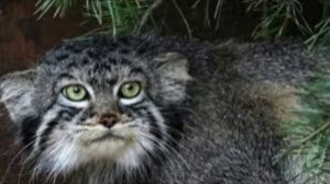 Манул Тимофей из Московского зоопарка остался без невесты