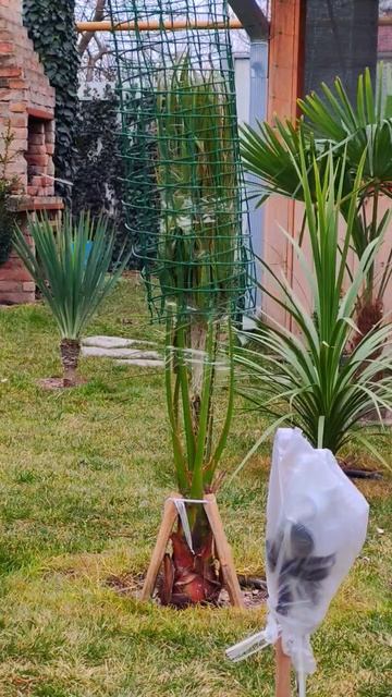 Снимаю зимнее укрытие с пальмы