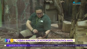 История маленькой макаки, от которой отказалась мама