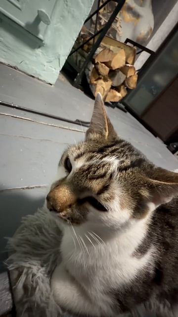 говорящий кот ❤️