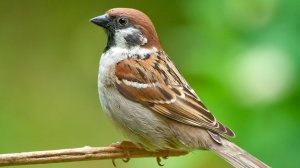 ОТВЕТ ЗАЩИТНИКУ  на удаленный комментарий. СЛОВО не ВОРОБЕЙ. ПОДПИШИСЬ