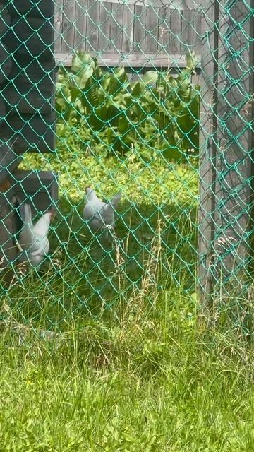 Курочки несушки