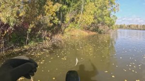 🔺️🎣ОКУНЬ ЗА ОКУНЕМ🎣🔺️fishing#туризм#природа#ловля#рыбалка#щука#ловлящуки#ночевка#Чулым#река#спин