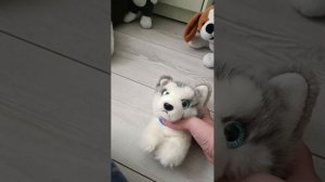 школа собак