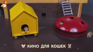 Видео для кошек про крысок развлекать питомцев 🐭🐀😂 (489)