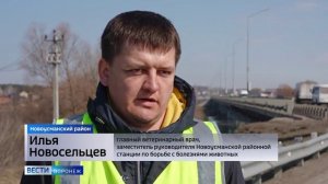 В Воронежской области усилили контроль за животными-нелегалами