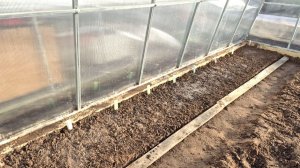 Что и как посеяла в летнюю теплицу?