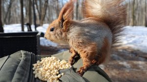 Белка, похожая на Ушастика. Зарисовка