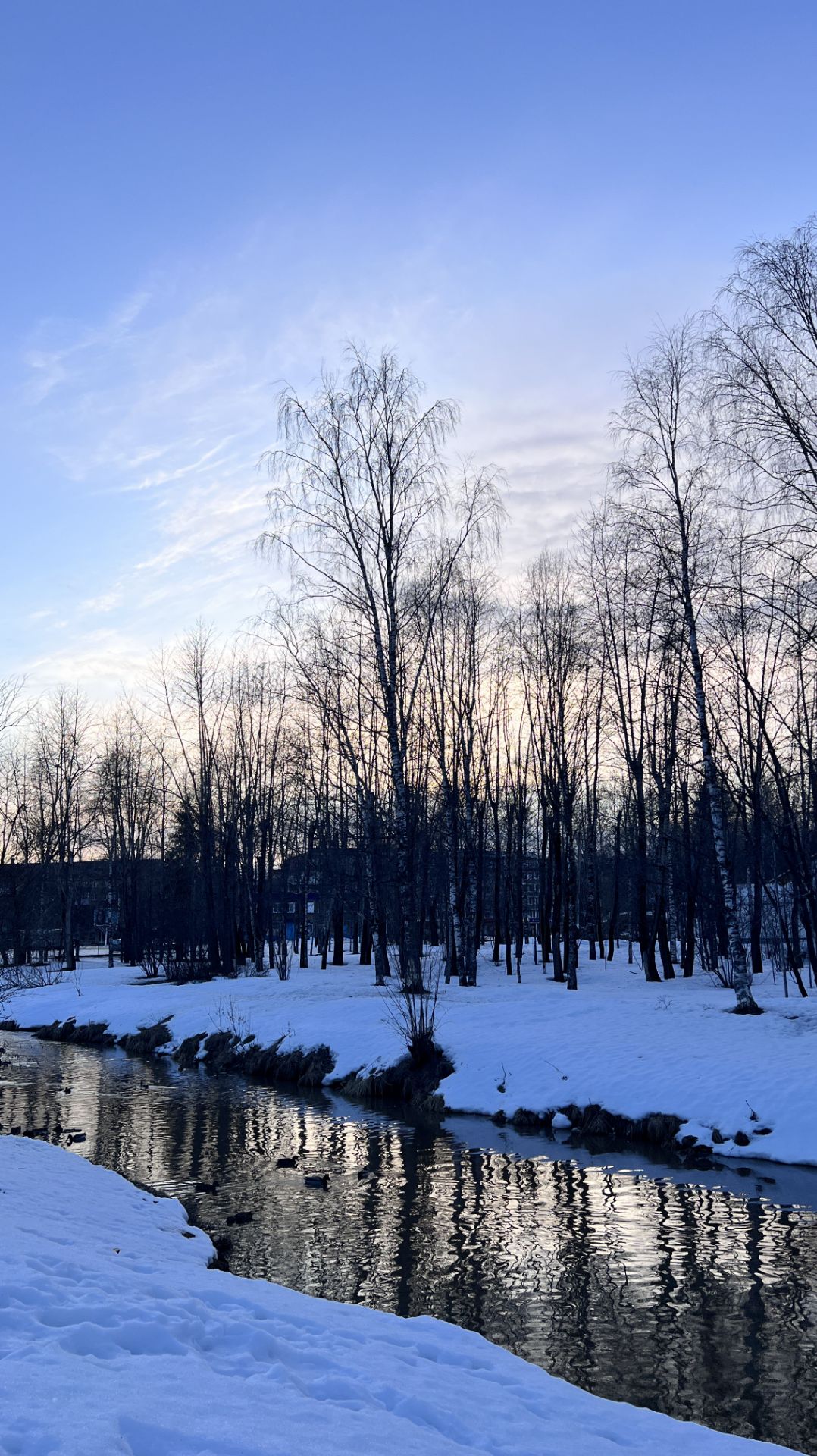 Утки в парке КиО в Ухте. 25.03.2026