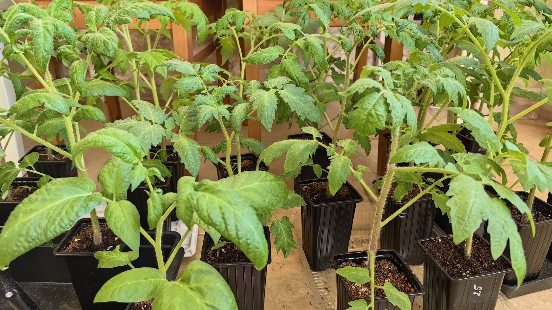 Обзор Рассады Томатов на 25.03.26 Нижний Новгород