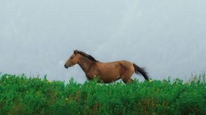 подготовка к живости-готово!