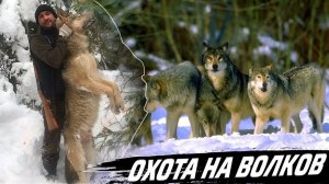 Охота на Волков.
