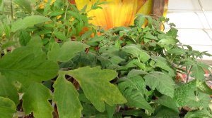 Как узнать, что рассада томатов "ГОЛОДАЕТ" и ей срочно нужна ПОДКОРМКА Или перевалка.