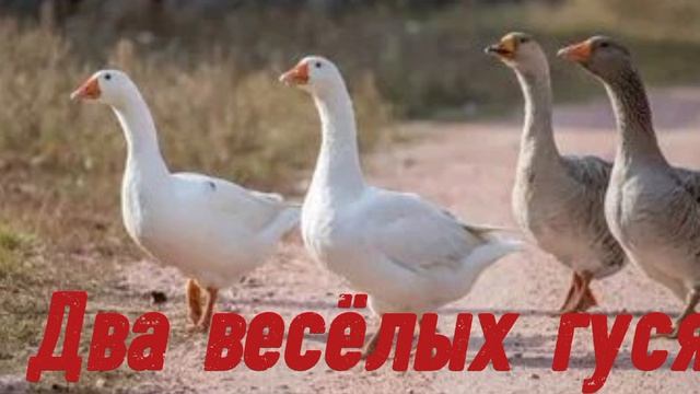 Ки́рка Модный - Два весёлых гуся (guitar version)