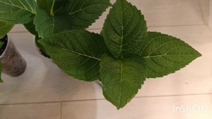 Коллекционные сорта крупнолистных гортензий. Выращивание 🌿