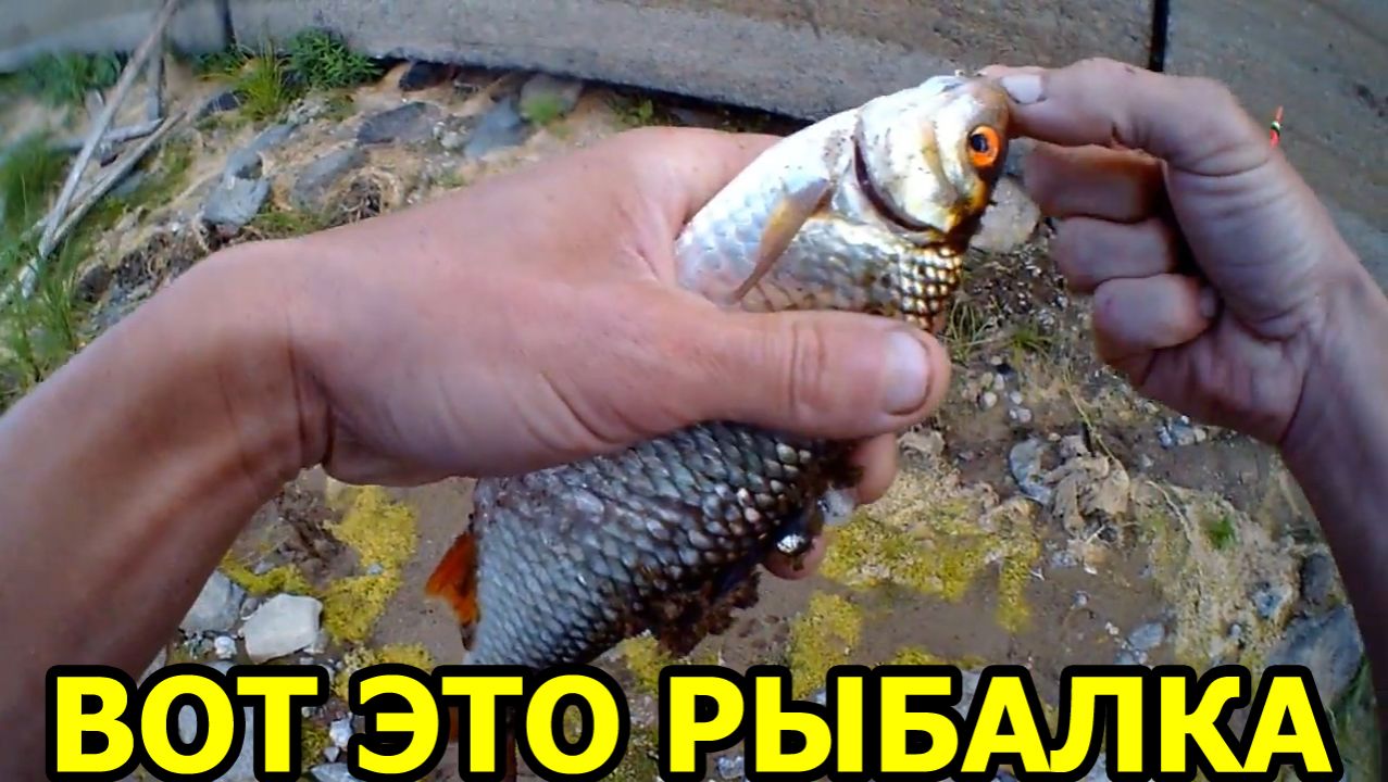 ВОТ ЭТО РЫБАЛКА! На реке Сухона в сильный ветер на поплавочную удочку