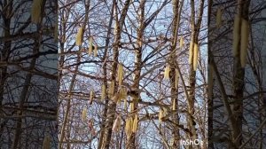 Видеосюжет
"Душевно так встречать весну!" 🌞