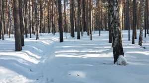 В лесу: сложная тема, геноцид палестинцев, нацизм. Место евреев в истории, Нетаньяху - нацист? 🤔