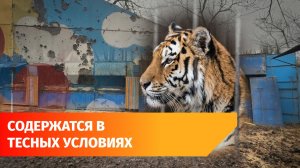 Приставы просят помочь найти новый дом для хищников из закрытого зоопарка в Уфе