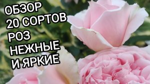 ОБЗОР 20 СОРТОВ РОЗ.НЕЖНЫЕ И ЯРКИЕ.