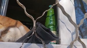 Убираюсь под окном!