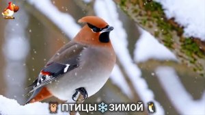 Птицы зимой в лесу 🐦_⬛🦉 🦤 видео для отдыха душой 🦅🌲(28)