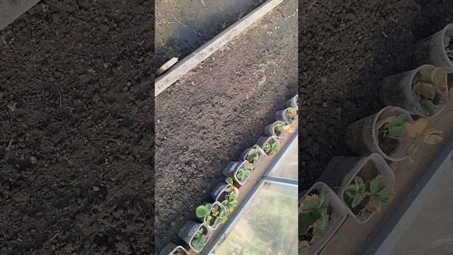 ПЕРВЫЕ ВСХОДЫ В ТЕПЛИЦЕ/25 МАРТА 2026 ГОДА