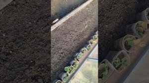 ПЕРВЫЕ ВСХОДЫ В ТЕПЛИЦЕ/25 МАРТА 2026 ГОДА