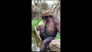 Звери   Районы -кварталы