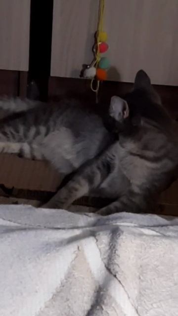 Натуральная когтеточка - и счастью нет предела!❤️