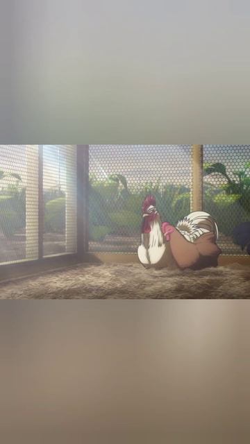 Версия 18+ Он проснулся с курицей, но у него другая судьба 🐓