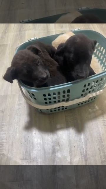 Ташкент. Помните эту семью лабрадоров? Мамочку выкинули с детишками на верную смерть!