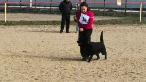 1 Отл. UNIQUE v. Niederbuhler Tor Лучшая защита! №34. НОВОРОССИЙСК 21 марта`26 Моно немецких овчарок