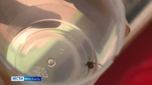 Ярославцам рассказали, как подготовиться к сезону активности клещей