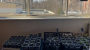 Рассада маленькая урожая не будет, обзор всей рассады, пикировка томатов, всходы фасоли