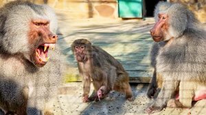 Как мы ОБМАНУЛИ жадного ГАМАДРИЛА Ромео и кто ПОЛУЧИЛ угощение?